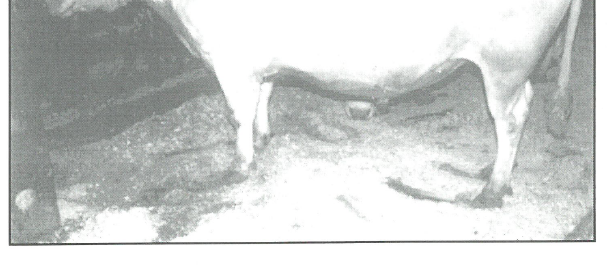 Mustavalkoinen kuva pohjoissuomenkarjan sonni pelson huurteinen