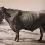 Mustavalkoinen kuva länsisuomenkarjan sonni Kopun Arpo
