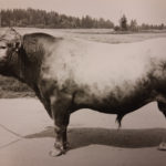 Mustavalkoinen kuva länsisuomenkarjan sonni Pärmäkosken Ralli