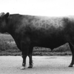 Mustavalkoinen kuva länsisuomenkarjan sonni Riikolan Ulari