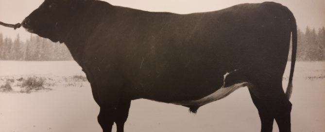 Mustavalkoinen kuva länsisuomenkarjan sonni Rumpu