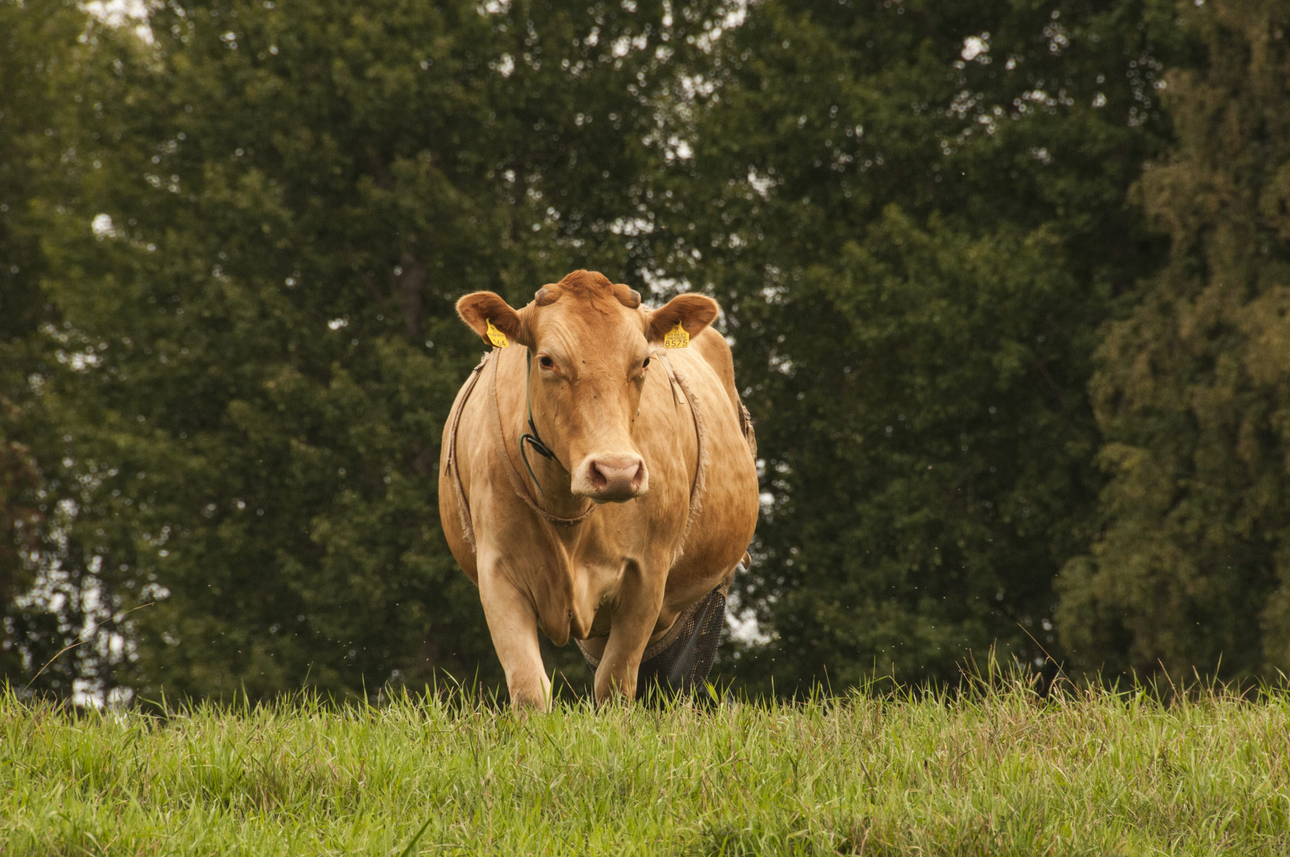 länsisuomenkarjan lehmä ulkona kesällä laitumella