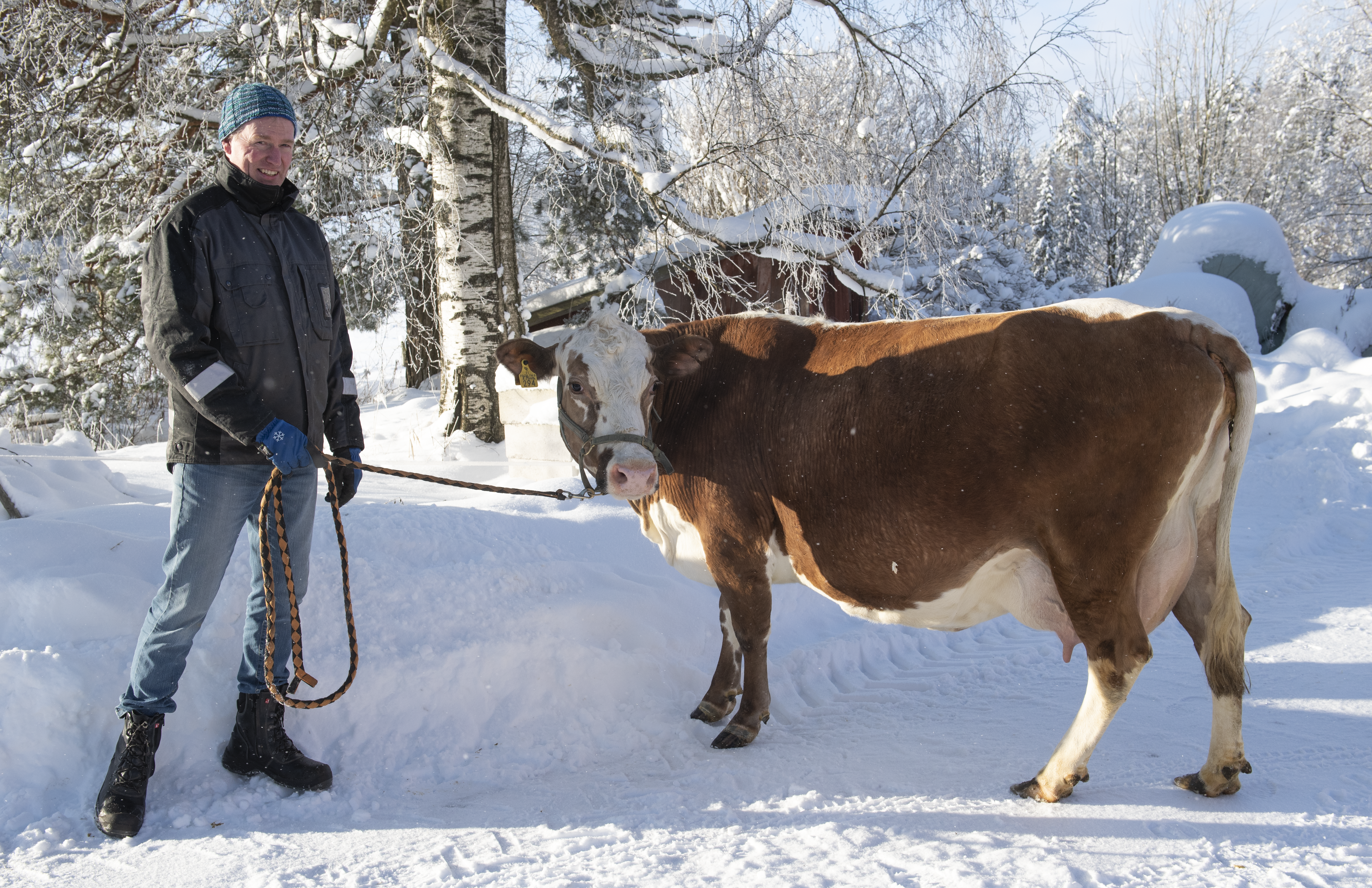 Maatilamestari Harri Ala-Kapee ja itäsuomenkarjan lehmä Koivulinnan Mirva ulkona