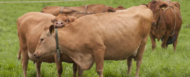 Ahlmanin länsisuomenkarjan ruskeat lehmät laitumella