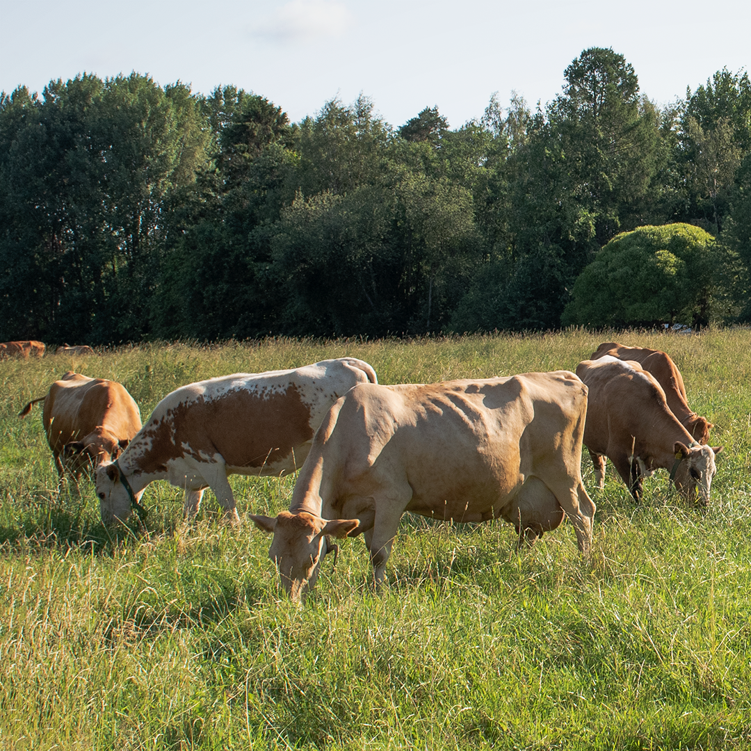 Ahlmanin suomenkarjan lehmät laitumella heinäkuussa