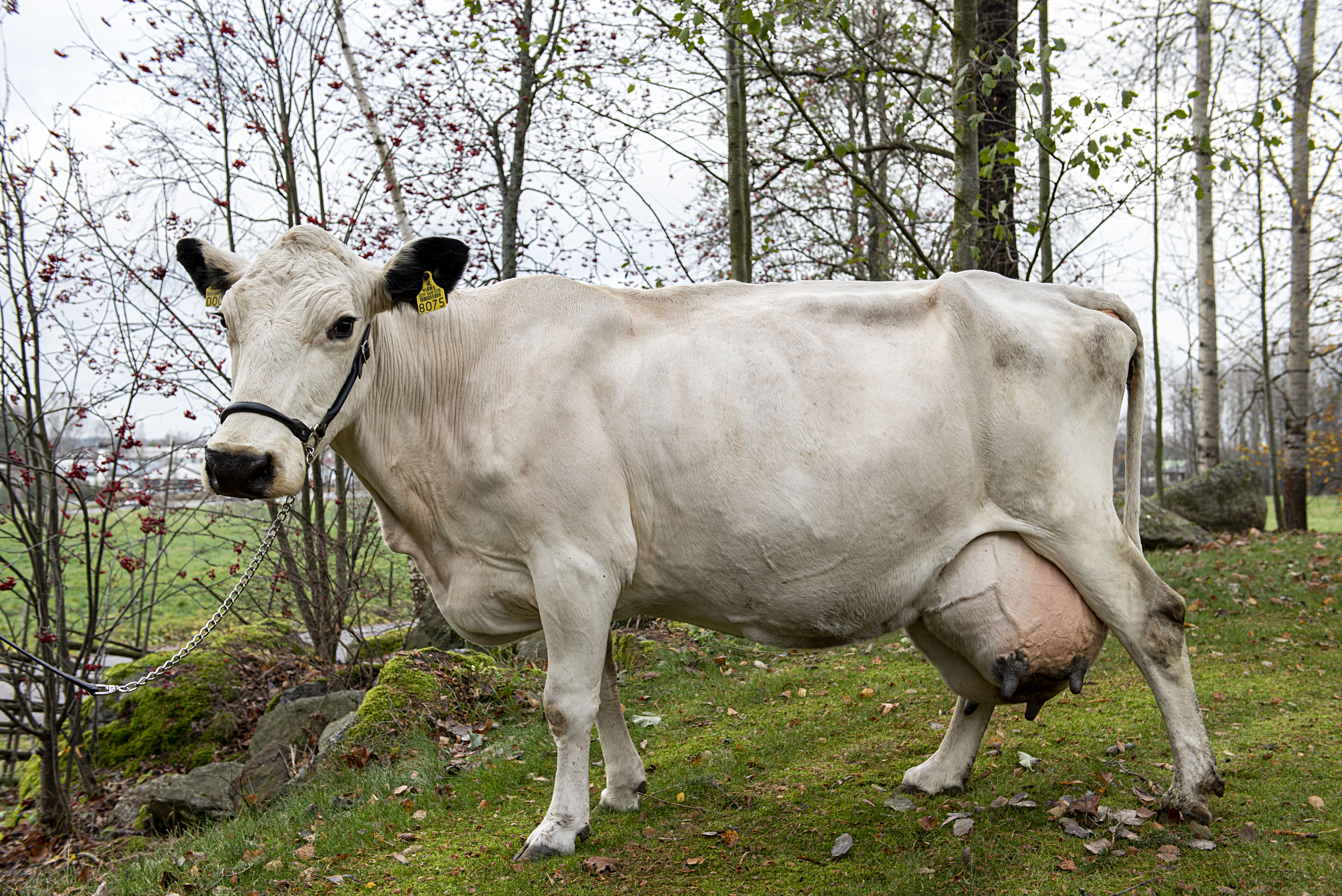 pohjoissuomenkarjan lehmä Ahlmanin Ylläs