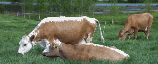 Itäsuomenkarjan kyyttö lehmät Kenkkunen ja Mirva