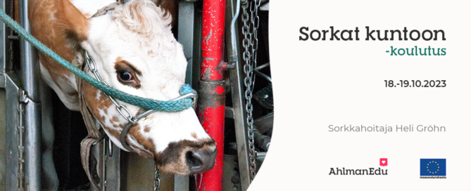 Sorkat kuntoon -koulutuksen tapahtumakuva, itäsuomenkarjan lehmä Lara sorkkahoidossa