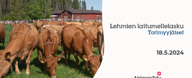 Lehmien laitumellelasku, AhlmanEdu 2024