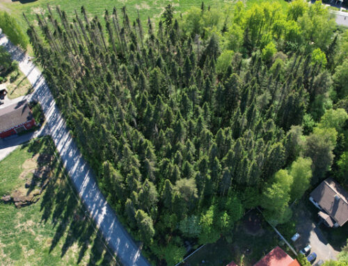 Suunnittelukilpailun voittajatyö luo pihtametsästä uniikin ja monimuotoisen oppimisympäristön AhlmanEdulle