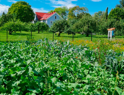 AhlmanEdulla toimitaan kestävämmän ruokajärjestelmän puolesta
