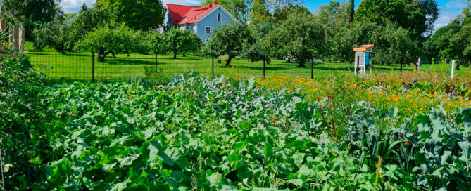 Pysyvä penkkiviljelmä AhlmanEdu