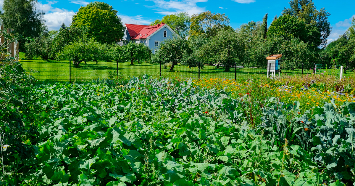 Pysyvä penkkiviljelmä AhlmanEdu