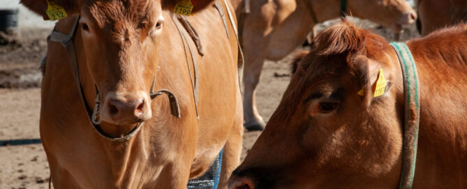 Artikkelikuva länsisuomenkarjan ruskeat lehmät ulkoilemassa