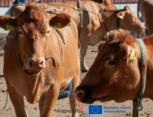 AhlmanEdun nautatilojen koulutushankkeella kohti uusia innovaatioita