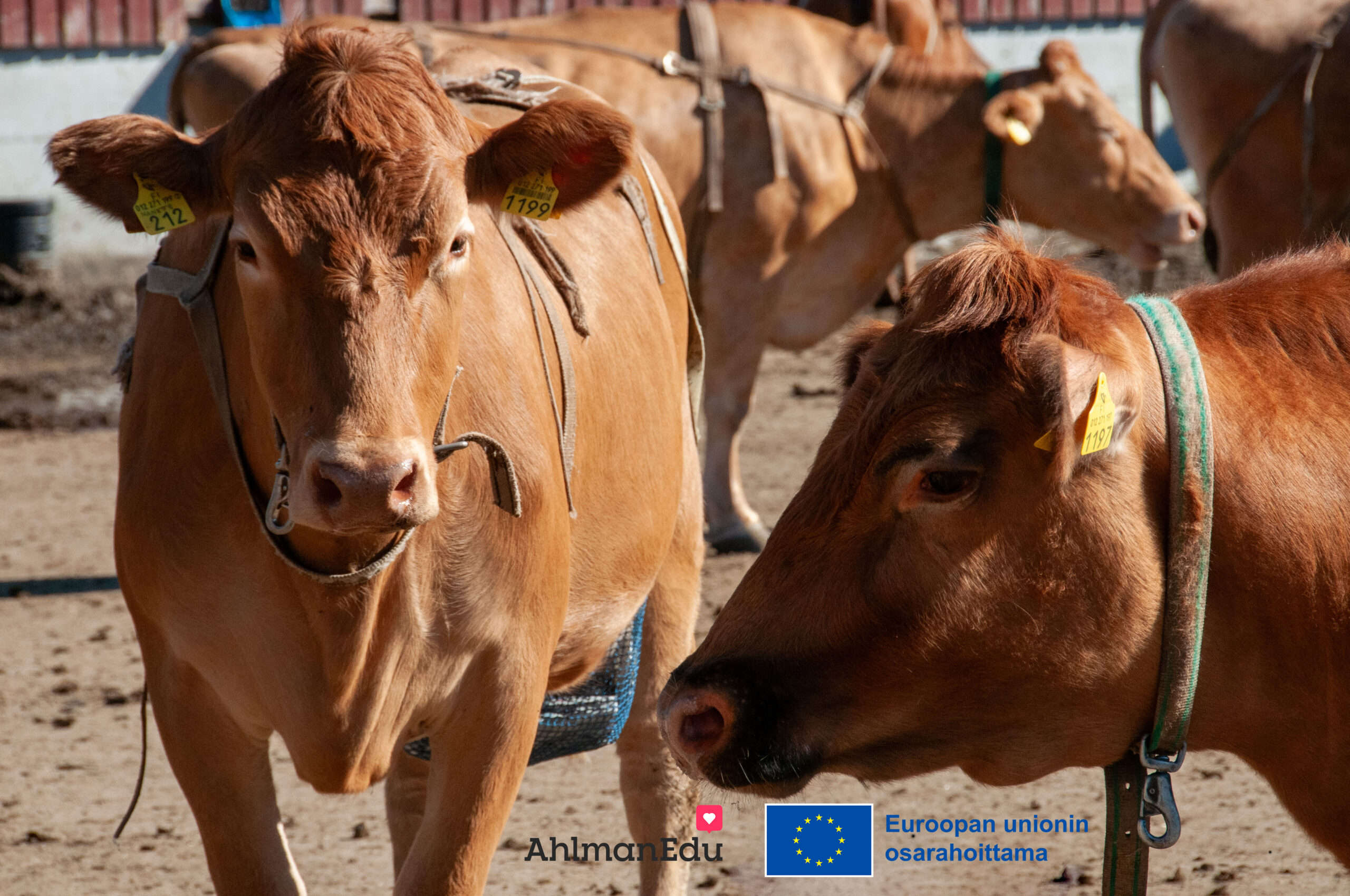 Artikkelikuva länsisuomenkarjan ruskeat lehmät ulkoilemassa